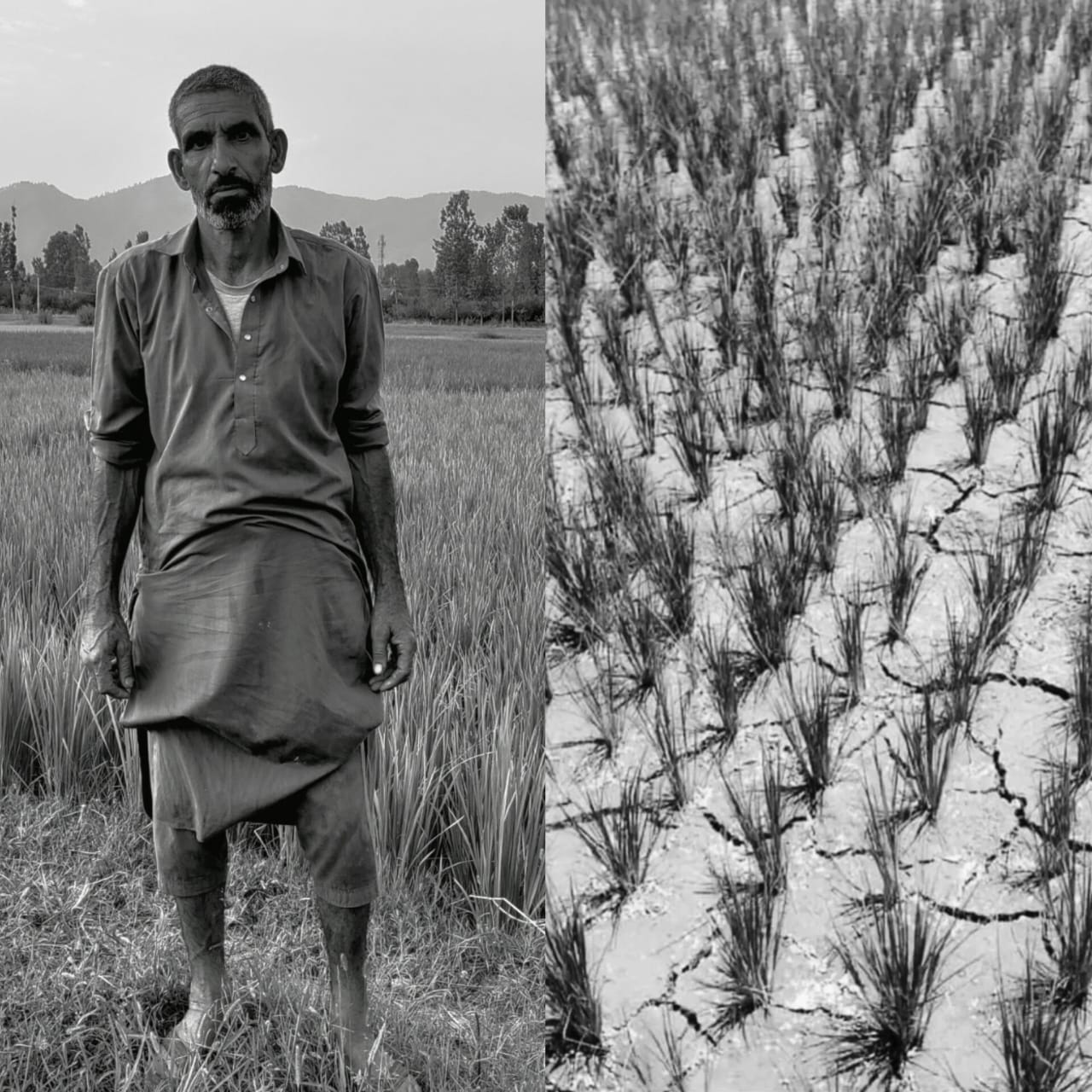 farmers, kashmirfarmers,indian farmers